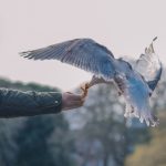 Photo RSS Feed Reader