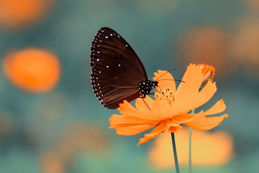 Photo RSS Feed Management