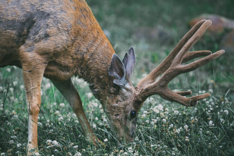 Automatisierung von Prozessen mit RSS-Feeds